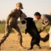 Miss America gets bit by military working dog