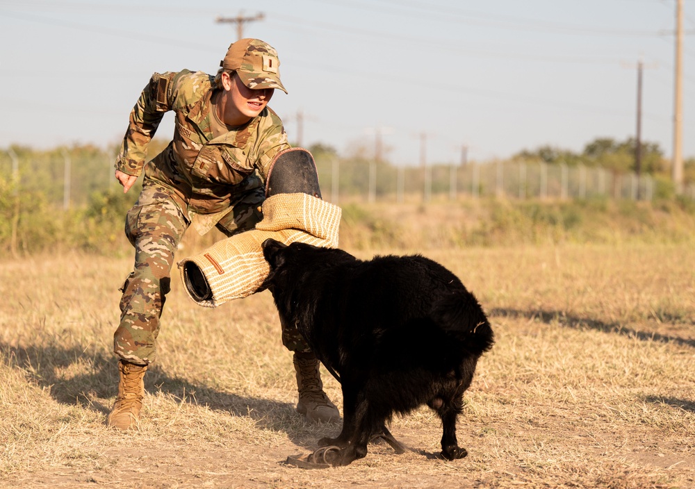 Miss America gets bit by military working dog