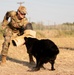 Miss America gets bit by military working dog