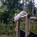 7th ATC HHC Air Assault Pre-Assessment Obstacle Course