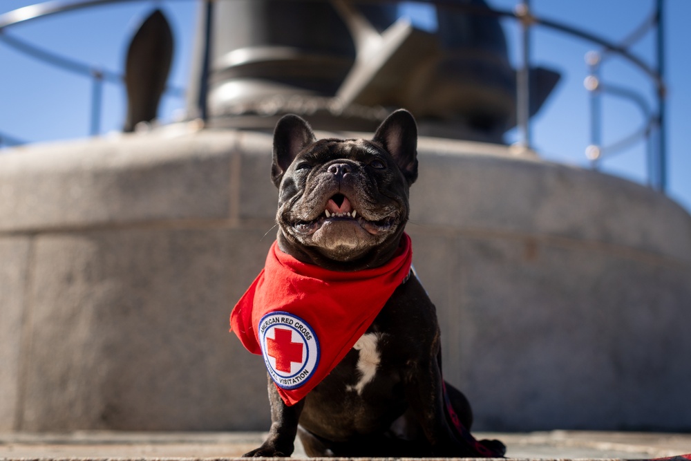 Walter Reed National Military Medical Center Holds Annual Blessings of the Animal's Ceremony
