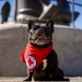 Walter Reed National Military Medical Center Holds Annual Blessings of the Animal's Ceremony
