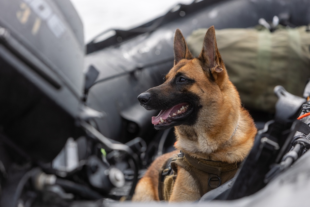 Multi-Purpose Canines Conduct Amphibious and Aerial Fast-Roping Training