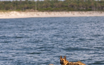 Multi-Purpose Canines Conduct Amphibious and Aerial Fast-Roping Training