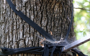 Elevating Safety: Essential Tips for Tree Stand Use