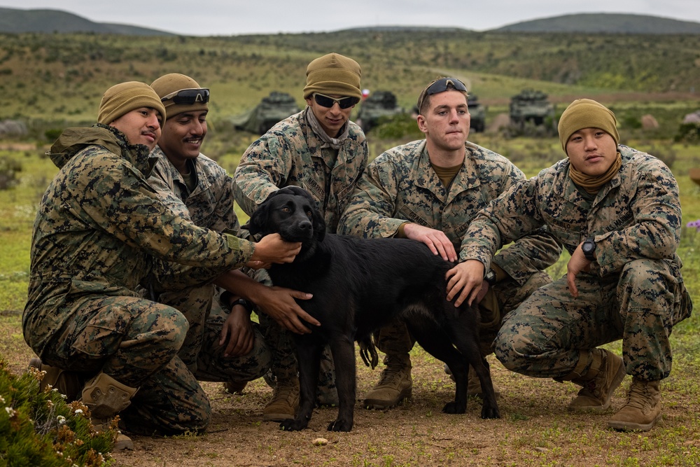 2nd Battalion., 7th Marine Regiment enjoying company with local dog during Exercise UNITAS 2024
