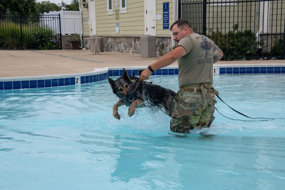 Dogs dive deep: Military working dogs conduct water training