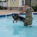 Dogs dive deep: Military working dogs conduct water training