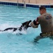 Dogs dive deep: Military working dogs conduct water training