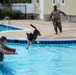 Dogs dive deep: Military working dogs conduct water training