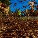 Autumn leaves bring fall colors to Pittsburgh District reservoirs, landscapes