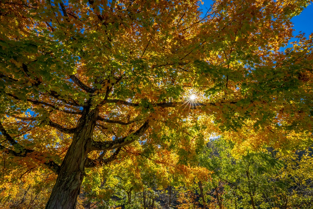 Autumn leaves bring fall colors to Pittsburgh District reservoirs, landscapes