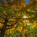 Autumn leaves bring fall colors to Pittsburgh District reservoirs, landscapes