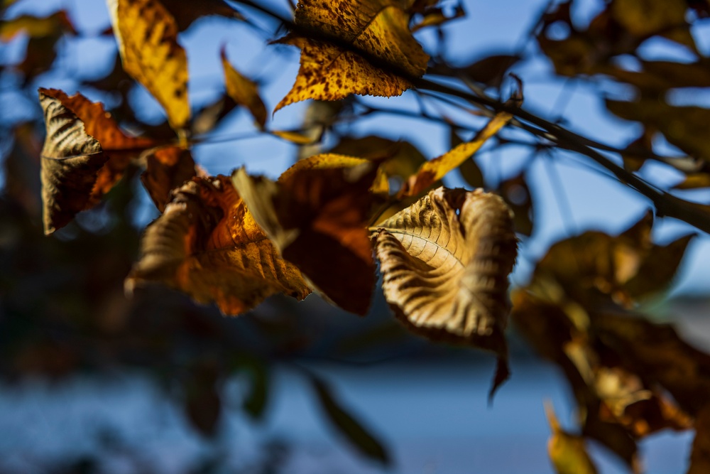 Autumn leaves bring fall colors to Pittsburgh District reservoirs, landscapes