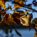 Autumn leaves bring fall colors to Pittsburgh District reservoirs, landscapes