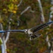 Autumn leaves bring fall colors to Pittsburgh District reservoirs, landscapes