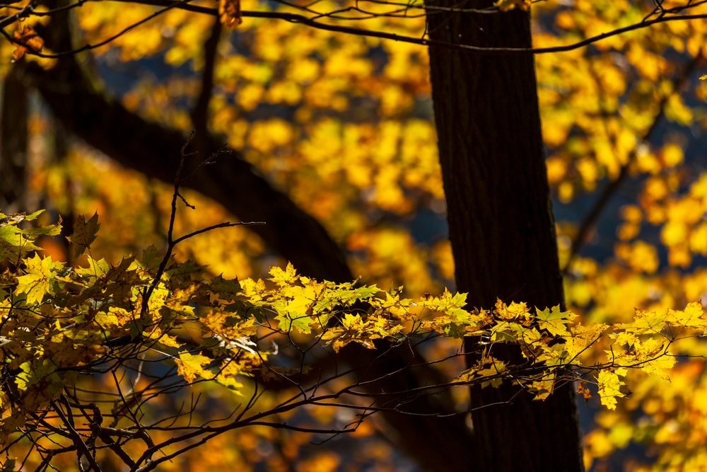 Autumn leaves bring fall colors to Pittsburgh District reservoirs, landscapes