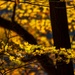 Autumn leaves bring fall colors to Pittsburgh District reservoirs, landscapes