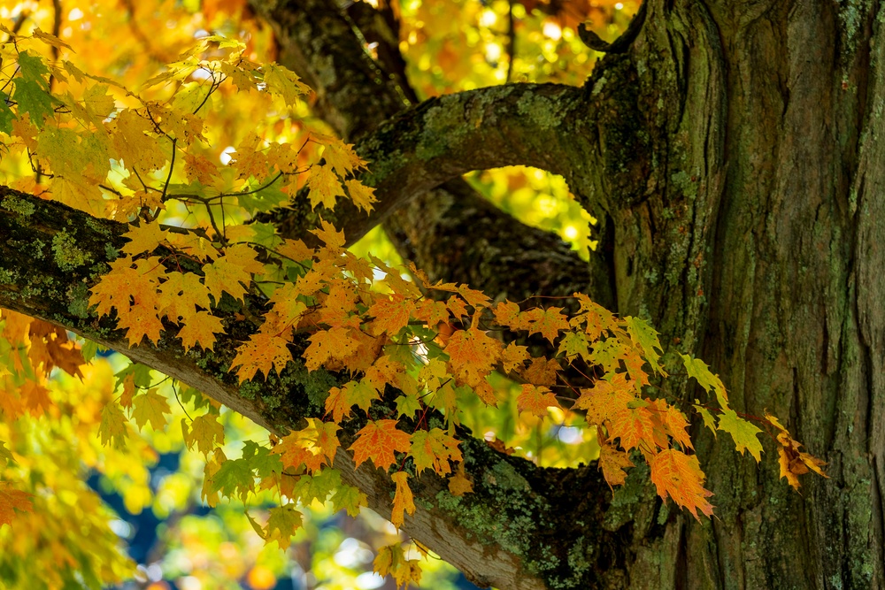 Autumn leaves bring fall colors to Pittsburgh District reservoirs, landscapes