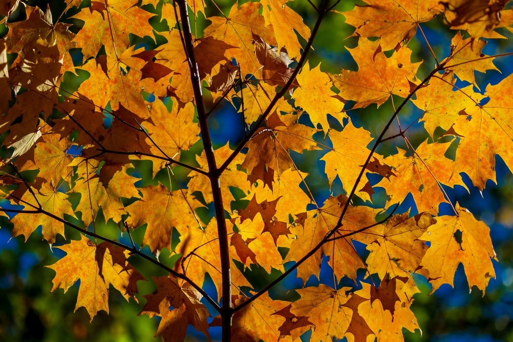 Autumn leaves bring fall colors to Pittsburgh District reservoirs, landscapes