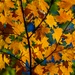 Autumn leaves bring fall colors to Pittsburgh District reservoirs, landscapes