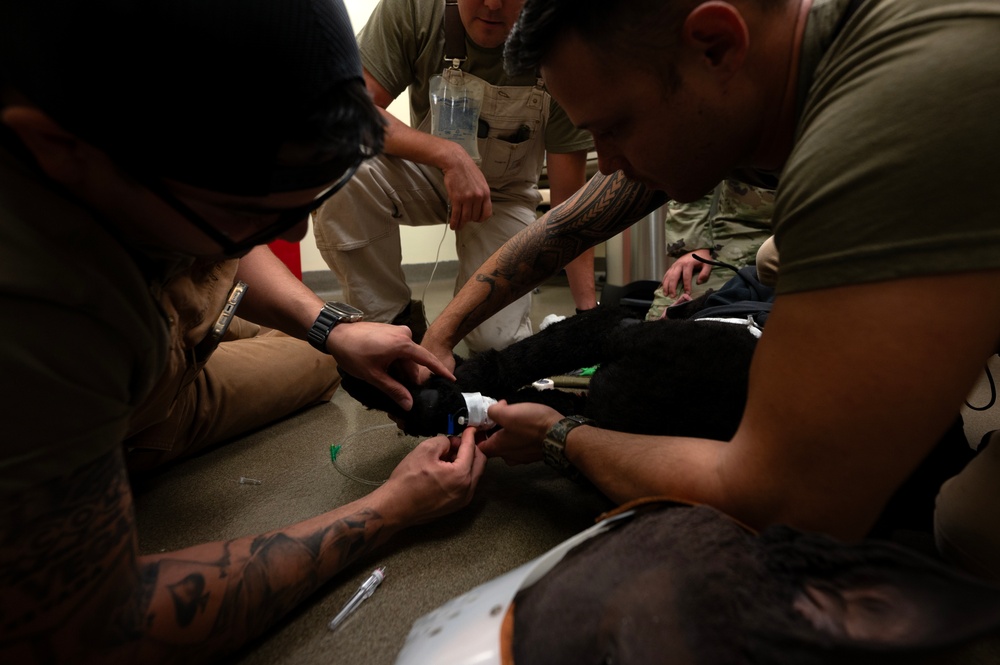 MWD handlers hone emergency care skills
