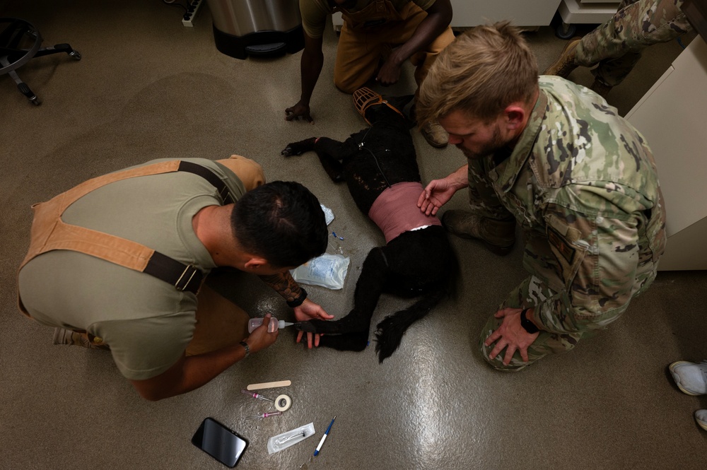 MWD handlers hone emergency care skills