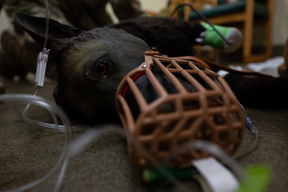 MWD handlers hone emergency care skills