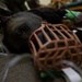 MWD handlers hone emergency care skills