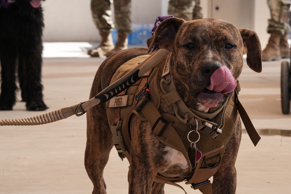 Paws Against Domestic Violence 2024 at Creech Air Force Base