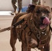Paws Against Domestic Violence 2024 at Creech Air Force Base