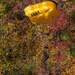 U.S. Army Golden Knights parachute into Bridge Day