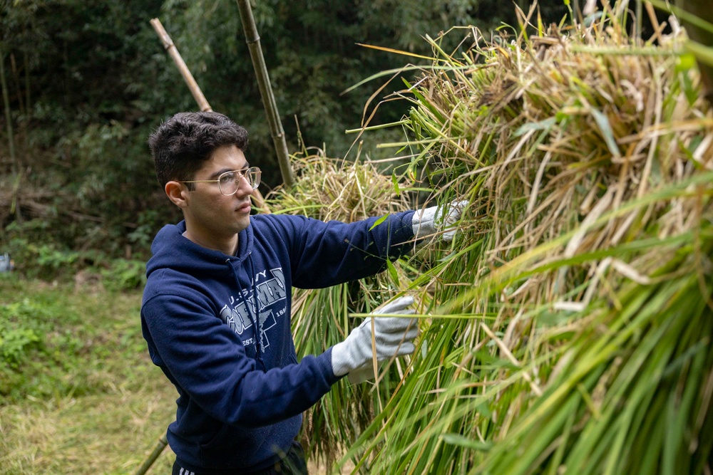 Sailors Harvest Rice In Yokosuka, Japan