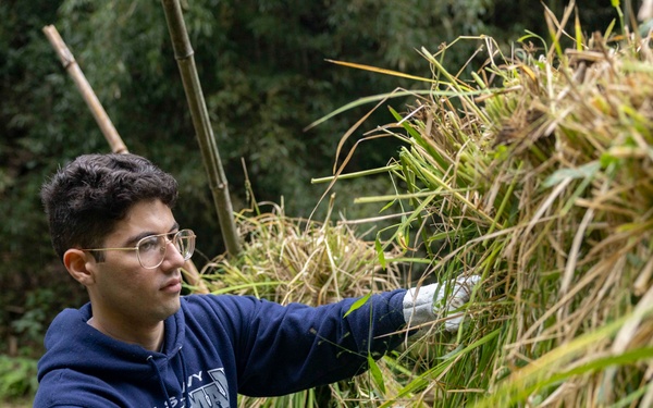 Sailors Harvest Rice In Yokosuka, Japan