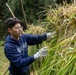 Sailors Harvest Rice In Yokosuka, Japan