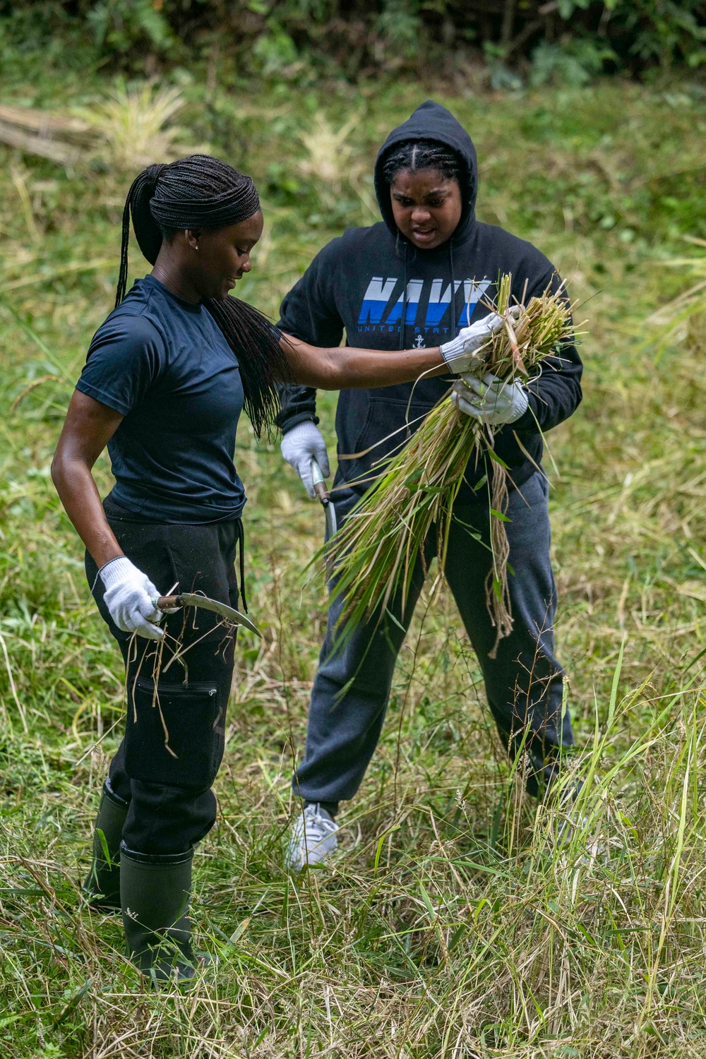 Sailors Harvest Rice In Yokosuka, Japan