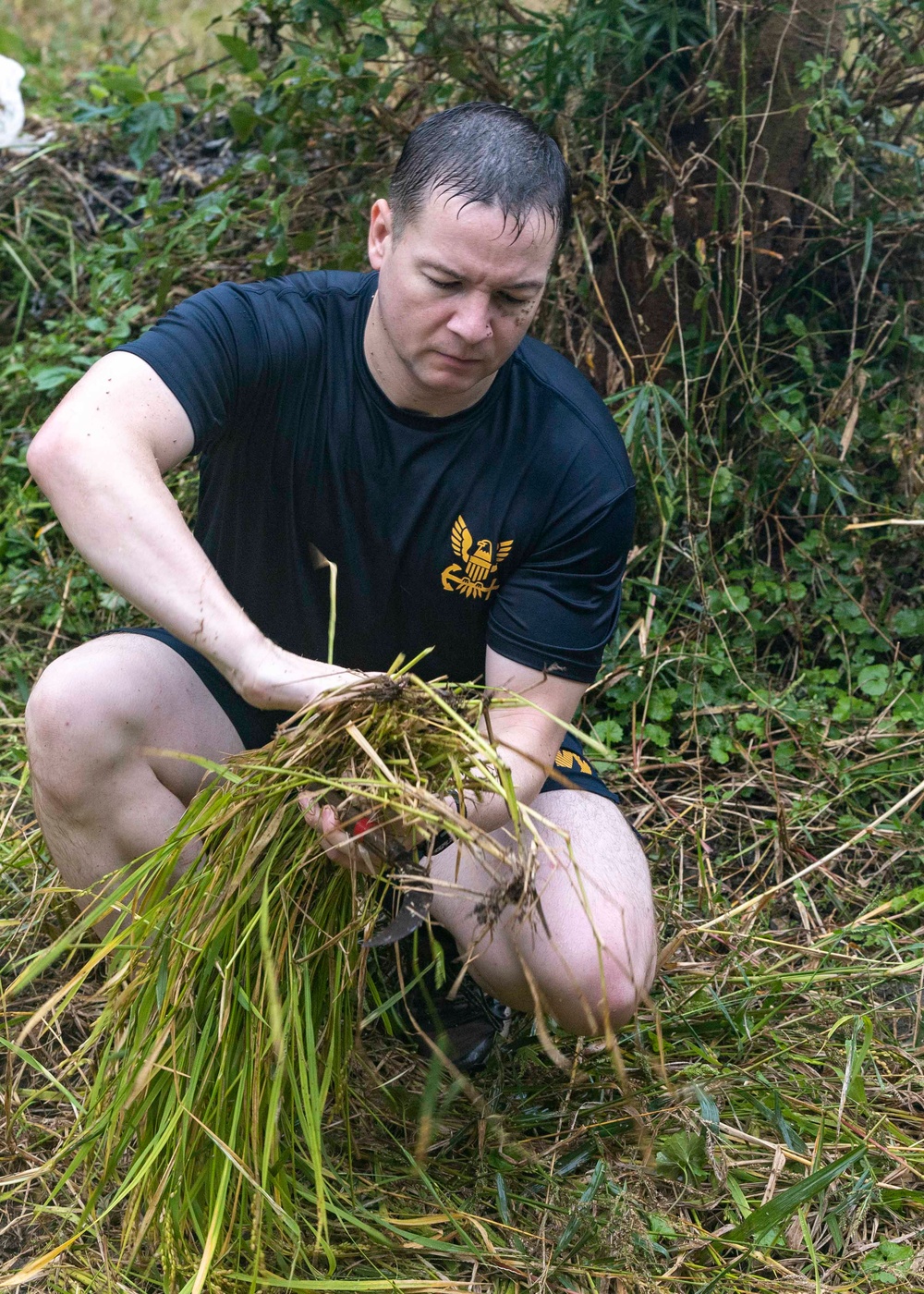 Sailors Harvest Rice In Yokosuka, Japan