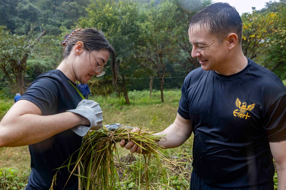 Sailors Harvest Rice In Yokosuka, Japan