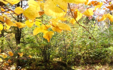 Try an autumn visit to Fort McCoy’s Pine View Campground, Pine View Recreation Area