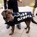 U.S. Navy Dog at the WWI Illumination Ceremony