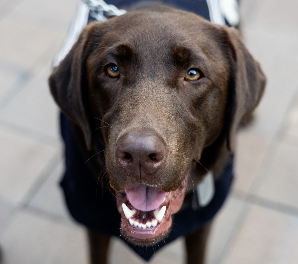 U.S. Navy Dog at the WWI Memorial Illumination Ceremony