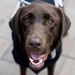 U.S. Navy Dog at the WWI Memorial Illumination Ceremony