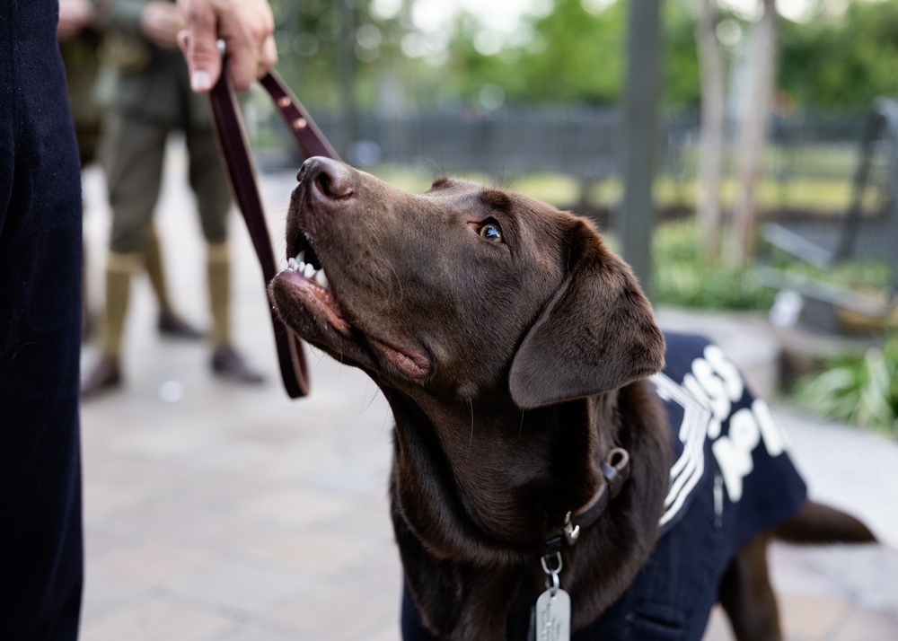 U.S. Navy Dog at the WWI Memorial Illumination Ceremony