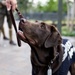 U.S. Navy Dog at the WWI Memorial Illumination Ceremony