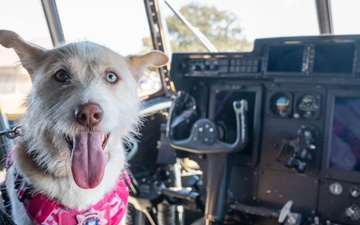 Luna Belle brings comfort to 403rd Wing