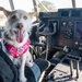 Luna Belle brings comfort to 403rd Wing