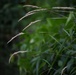 Nature walk