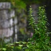 Nature walk