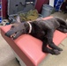 K-9 trauma skills training