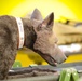 K-9 trauma skills training